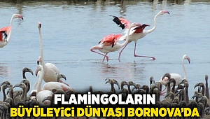 Flamingoların büyüleyici dünyası Bornova’da