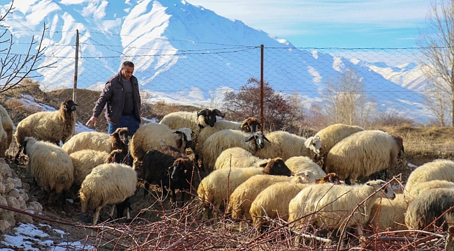 İkinci dönem hayvancılık destekleme başvuruları yarın başlıyor