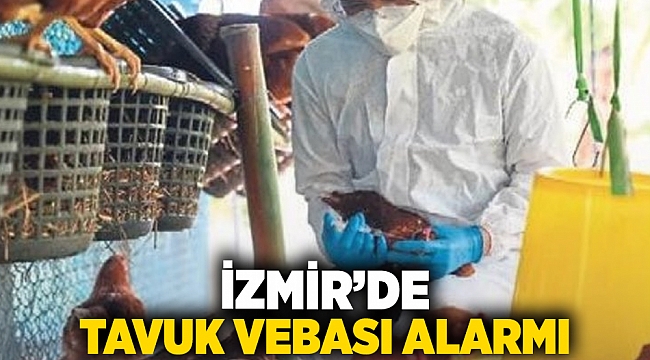 İzmir’de tavuk vebası alarmı