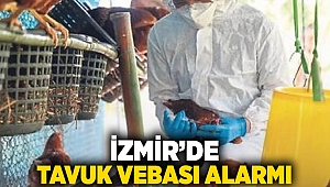 İzmir’de tavuk vebası alarmı