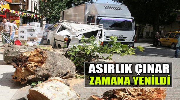 Asırlık Çınar Zamana Yenildi