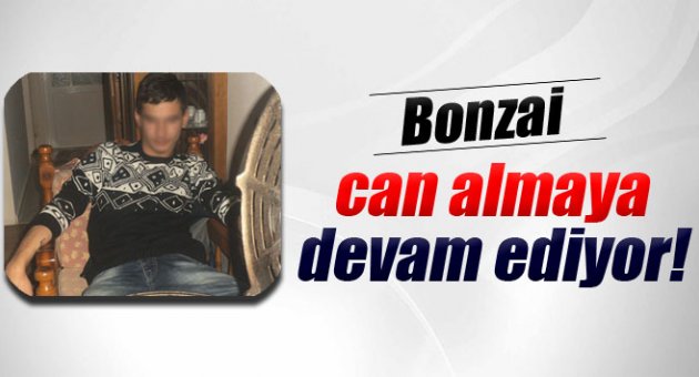 Bonzai can almaya devam ediyor