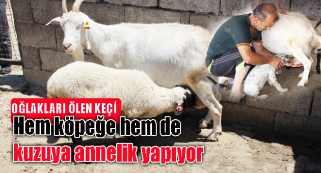 BU KEÇİ HEM KÖPEĞE HEM DE KUZUYA ANNELİK YAPIYOR