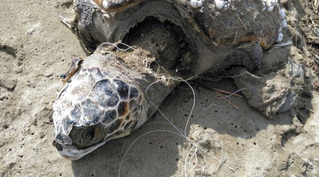 Caretta Caretta Kıyıya Vurdu