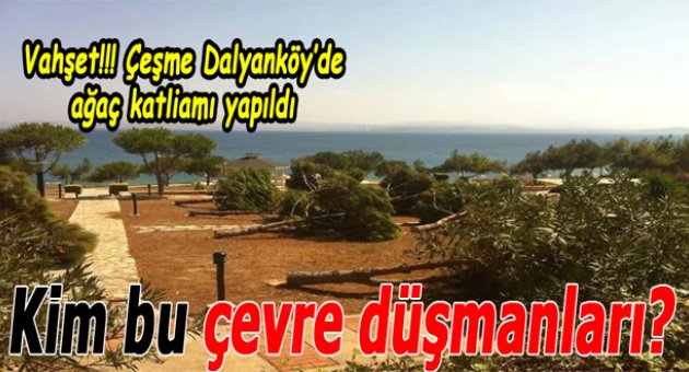 Çeşme Dalyanköy'de ağaç katliamı