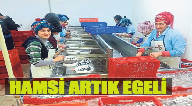 Hamsi Artık Egeli