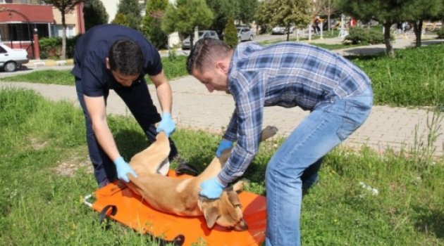 Hayvan Ambulansı İle Can Buluyorlar