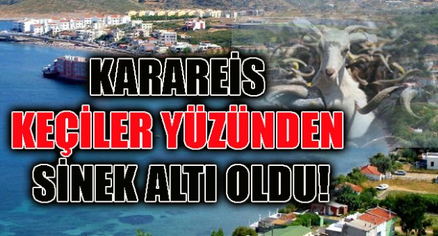 KARAREİS KEÇİLER YÜZÜNDEN SİNEK ALTI OLDU!