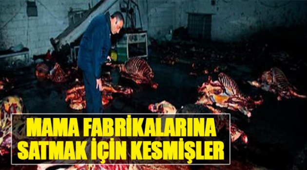 Mama Fabrikalarına Satmak İçin Kesmişler