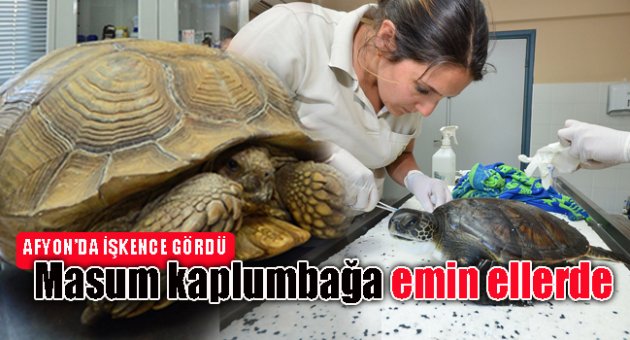 'MASUM' KAPLUMBAĞA EMİN ELLERDE