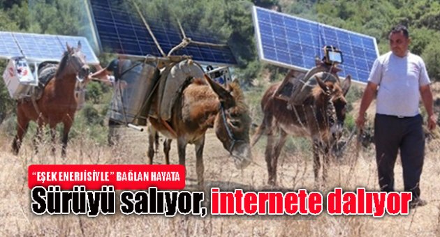 Sürüyü salıyor internete dalıyor