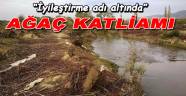 Gediz'de ağaç katliamı