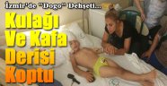 İzmir'de Köpek Vahşeti
