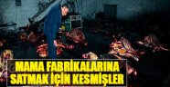 Mama Fabrikalarına Satmak İçin Kesmişler