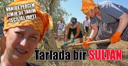 Tarlada bir SULTAN