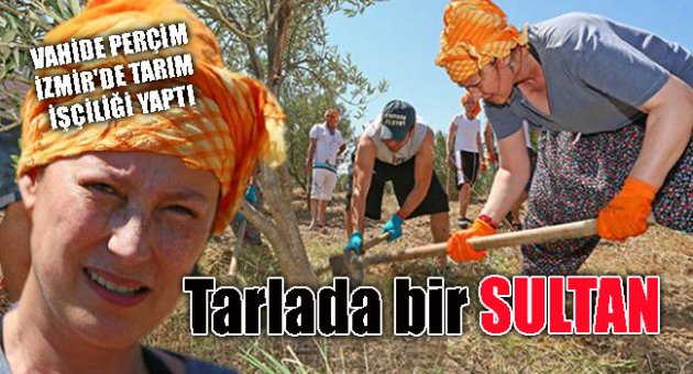 Tarlada bir SULTAN